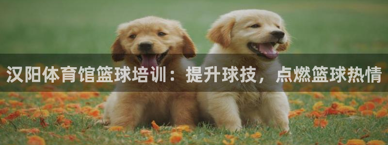 极悦官方网站app下载安装：汉阳体育馆篮球培训：提升
